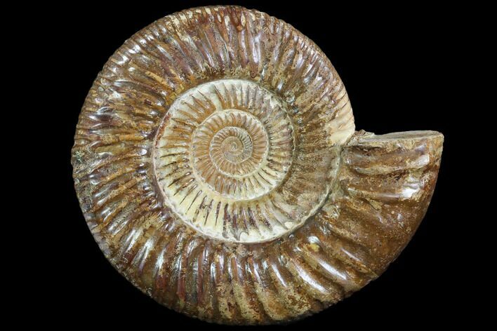 Perisphinctes Ammonite - Jurassic #90459